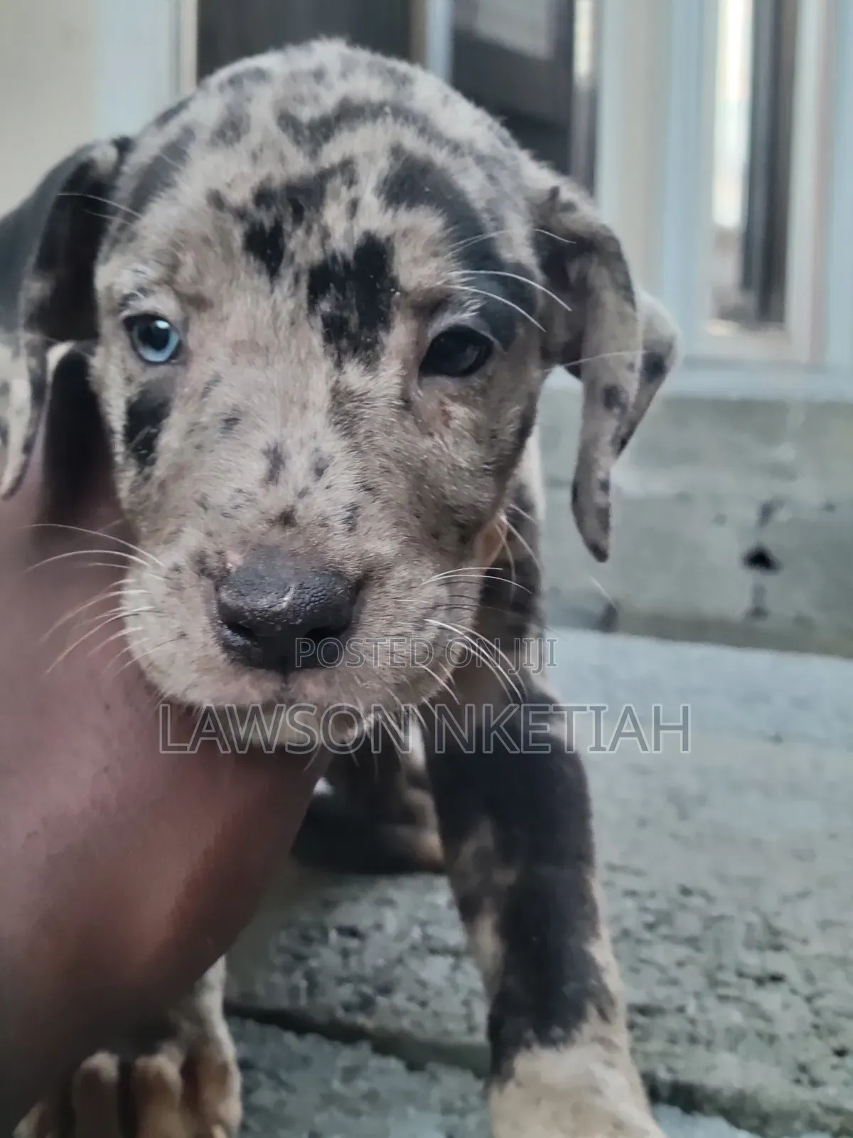 1-3 months Male Purebred Catahoula Leopard