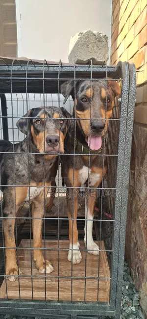 1-3 months Male Purebred Catahoula Leopard