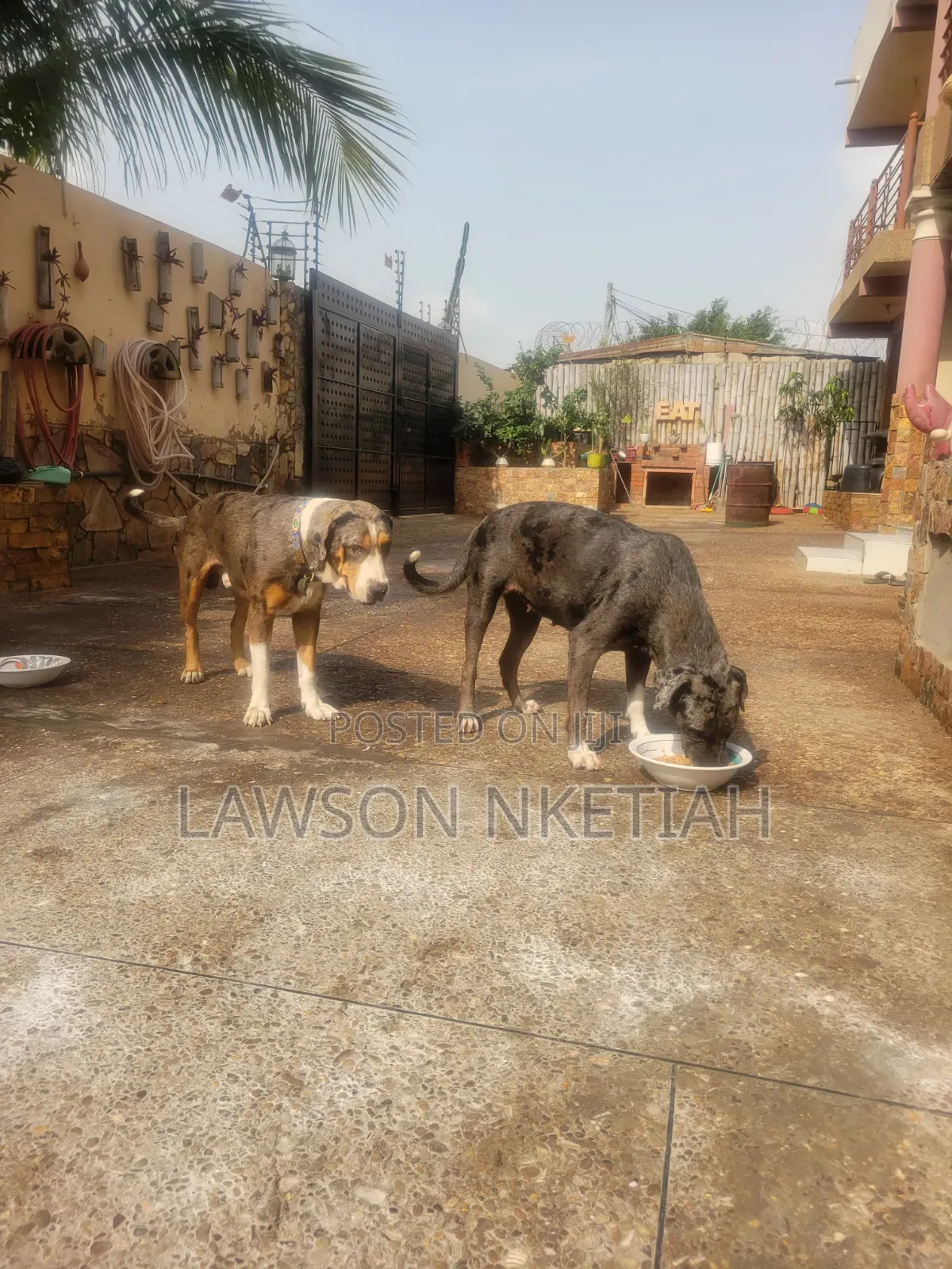 1-3 months Male Purebred Catahoula Leopard