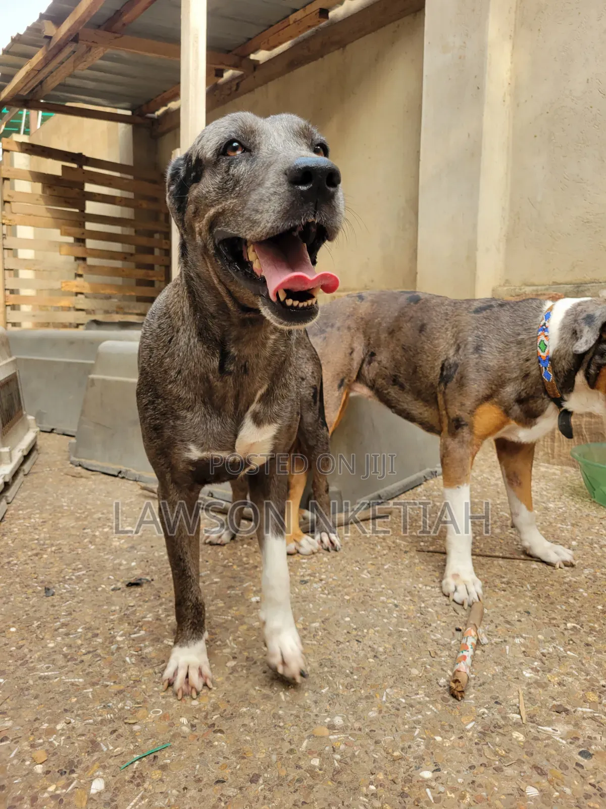 1-3 months Male Purebred Catahoula Leopard