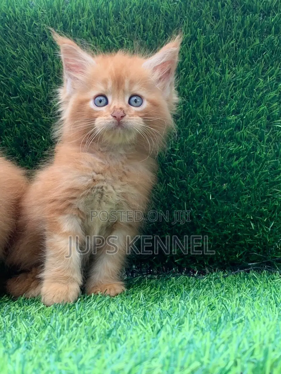 1-3 months Female Purebred Maine Coon
