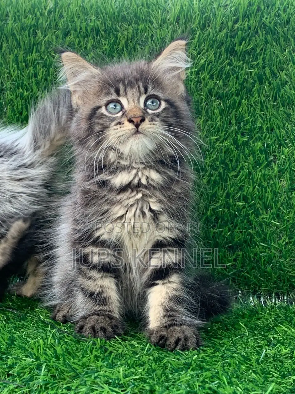 1-3 months Female Purebred Maine Coon