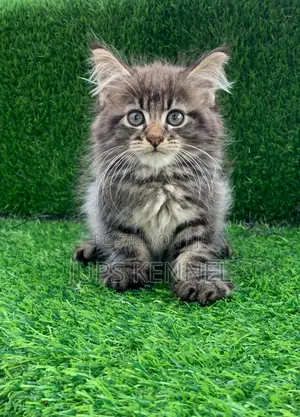 1-3 months Female Purebred Maine Coon