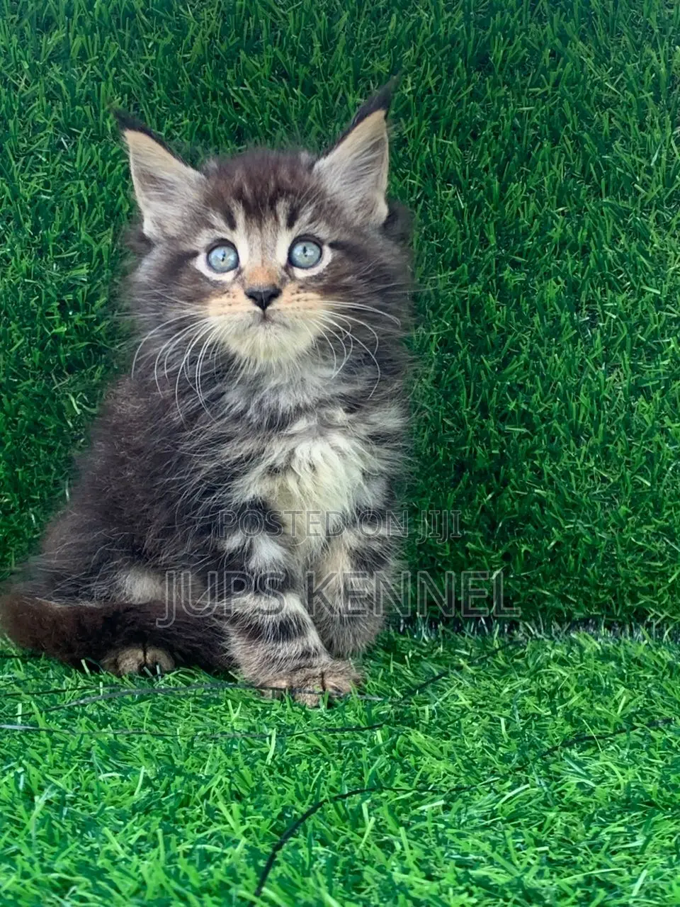 1-3 months Male Purebred Maine Coon