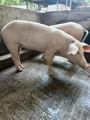 Clean Pork For Sale