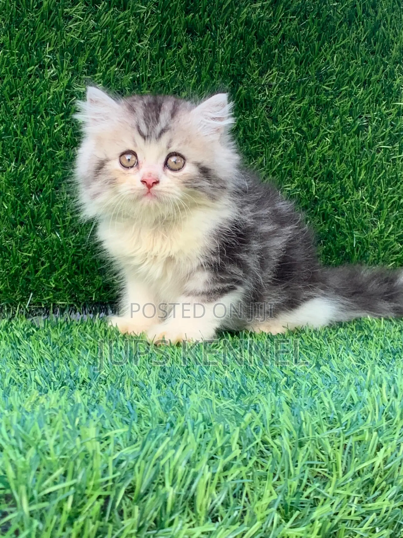 1-3 months Female Purebred Persian