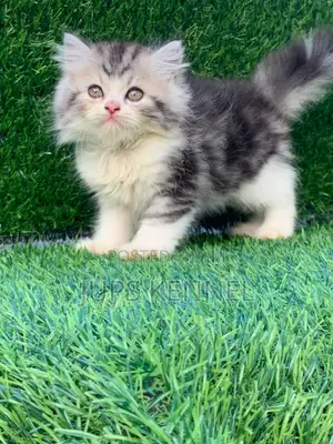 1-3 months Female Purebred Persian