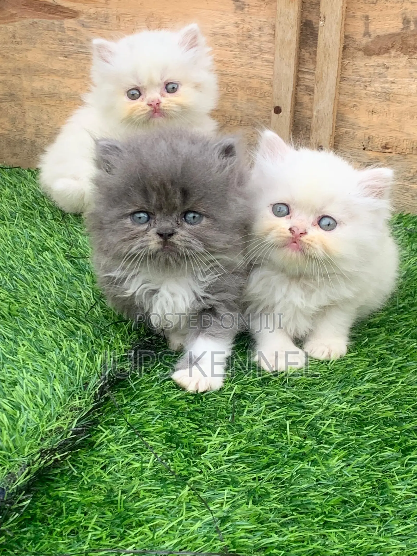 1-3 months Female Purebred Persian