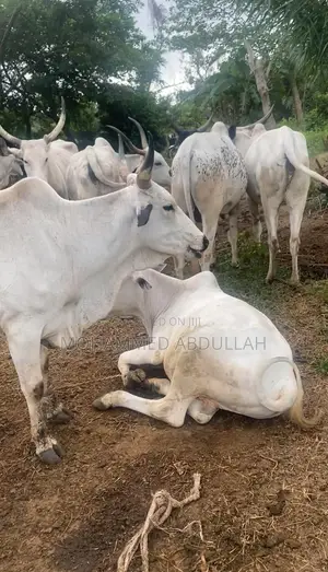Strong Cows