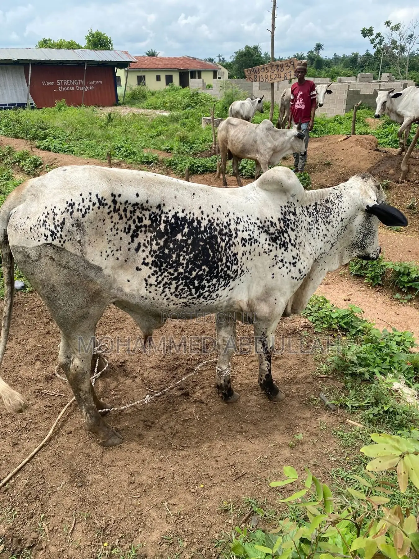 Strong Cows