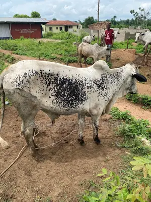 Strong Cows