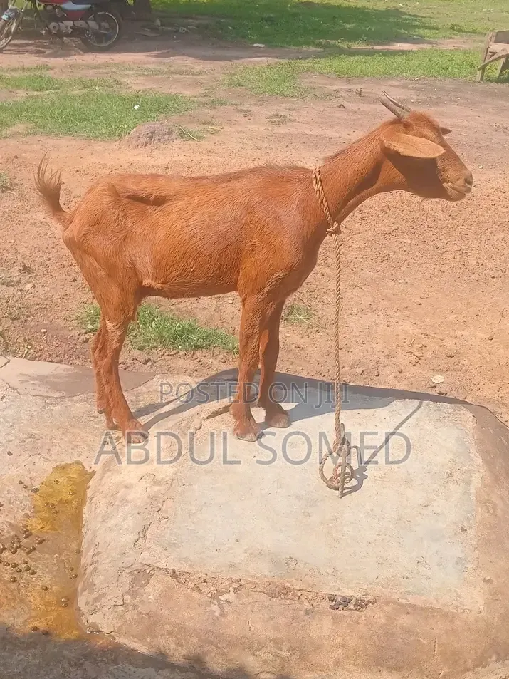 Goat for Sale