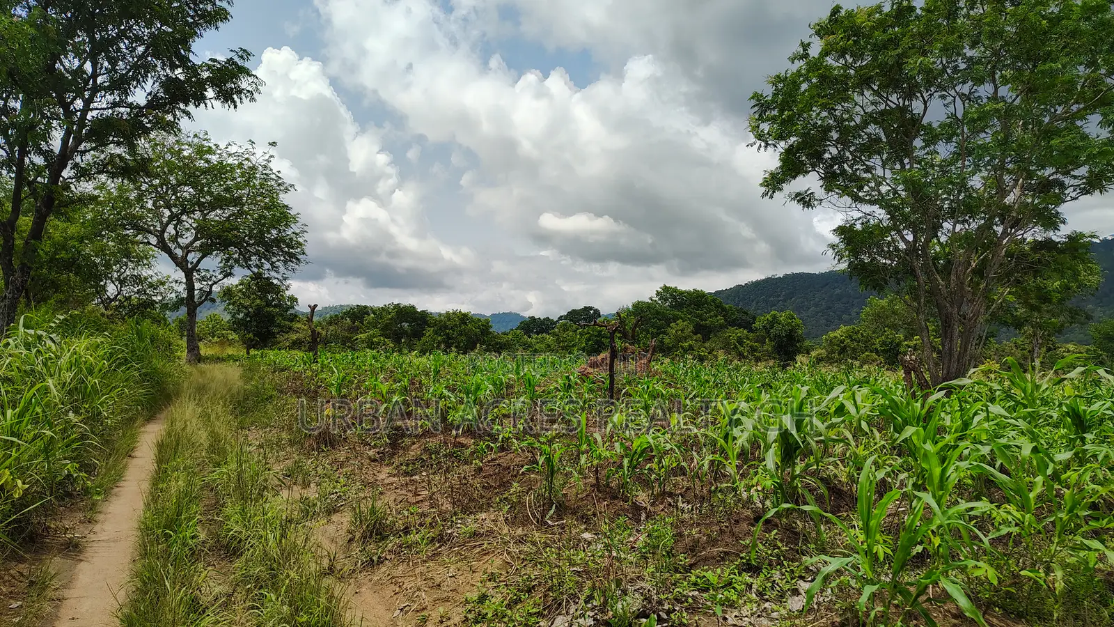 Volta Region, Ho (Tanyigbe) _ 450+ Acres Farmland