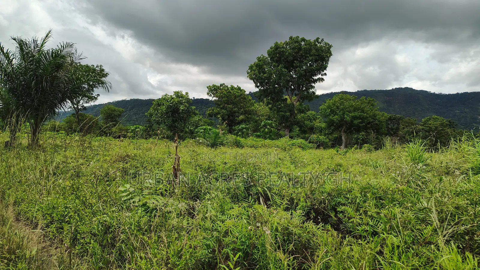 Volta Region, Ho (Tanyigbe) _ 450+ Acres Farmland