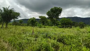 Volta Region, Ho (Tanyigbe) _ 450+ Acres Farmland