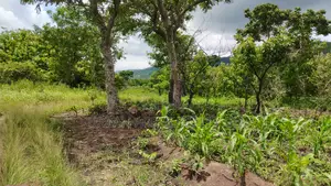 Volta Region, Ho (Tanyigbe) _ 450+ Acres Farmland