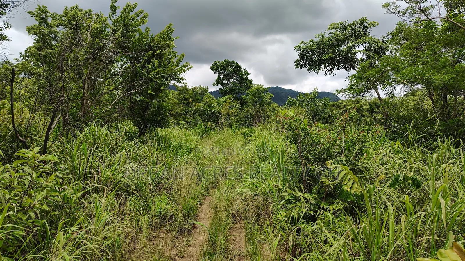 Volta Region, Ho (Tanyigbe) _ 450+ Acres Farmland