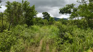 Volta Region, Ho (Tanyigbe) _ 450+ Acres Farmland