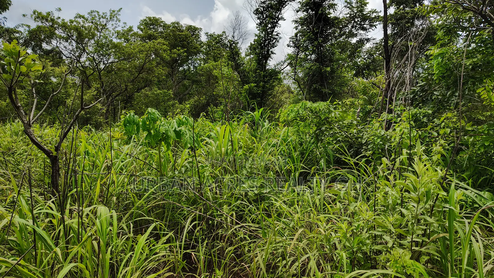 Volta Region, Ho (Tanyigbe) _ 450+ Acres Farmland