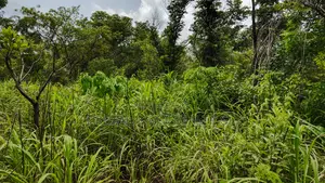 Volta Region, Ho (Tanyigbe) _ 450+ Acres Farmland