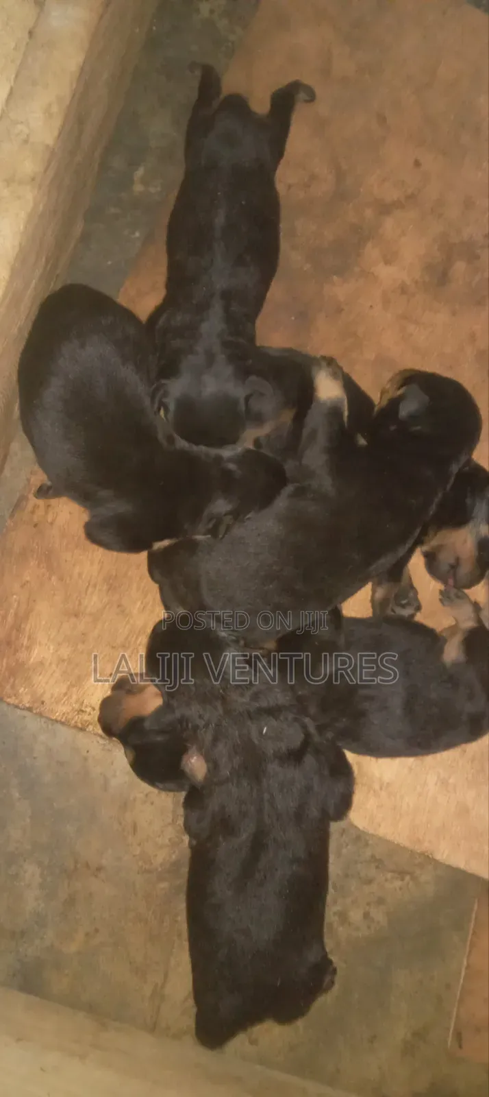 1+ year Female Purebred Rottweiler