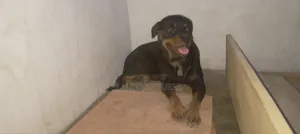 1+ year Female Purebred Rottweiler