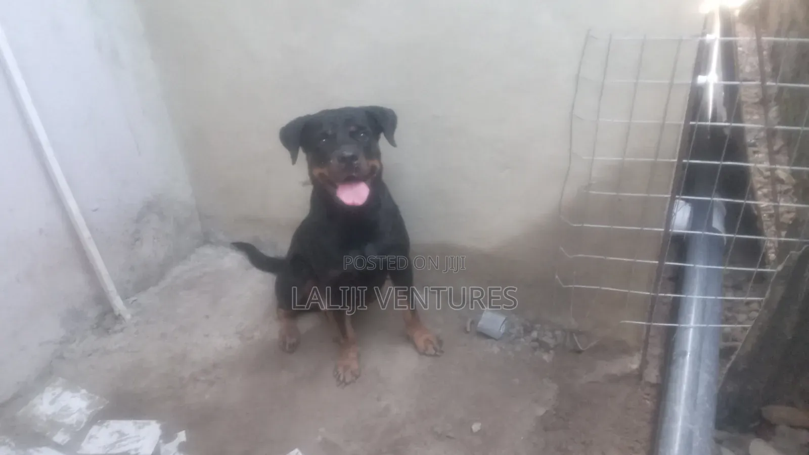 1+ year Female Purebred Rottweiler