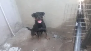 1+ year Female Purebred Rottweiler