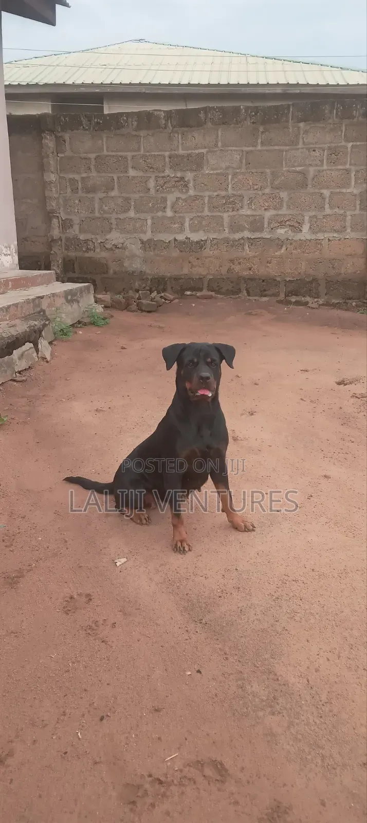 1+ year Female Purebred Rottweiler