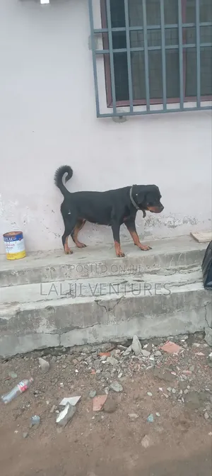 1+ year Female Purebred Rottweiler
