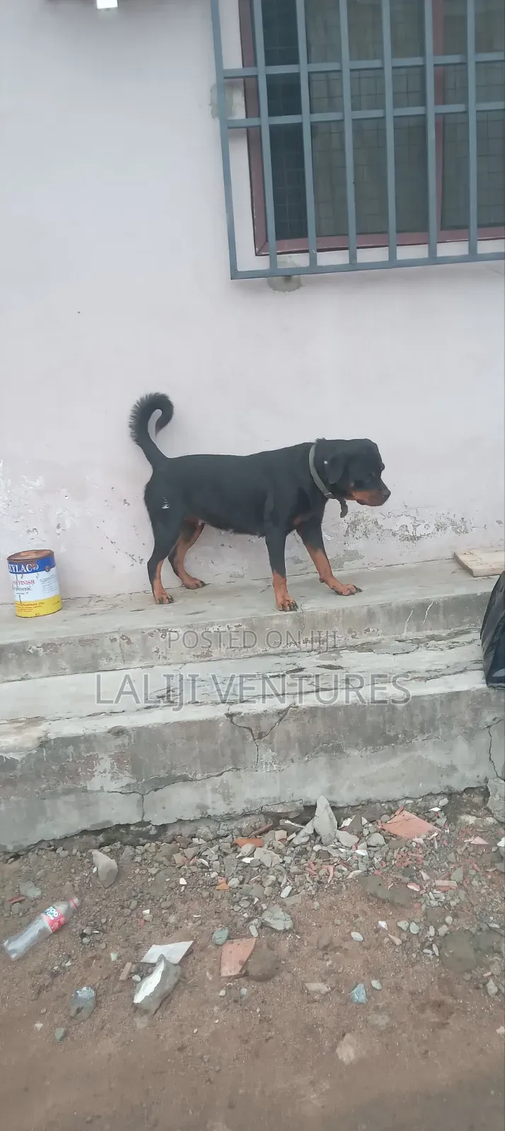 1+ year Female Purebred Rottweiler