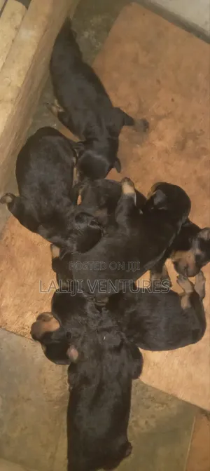 0-1 month Female Purebred Rottweiler