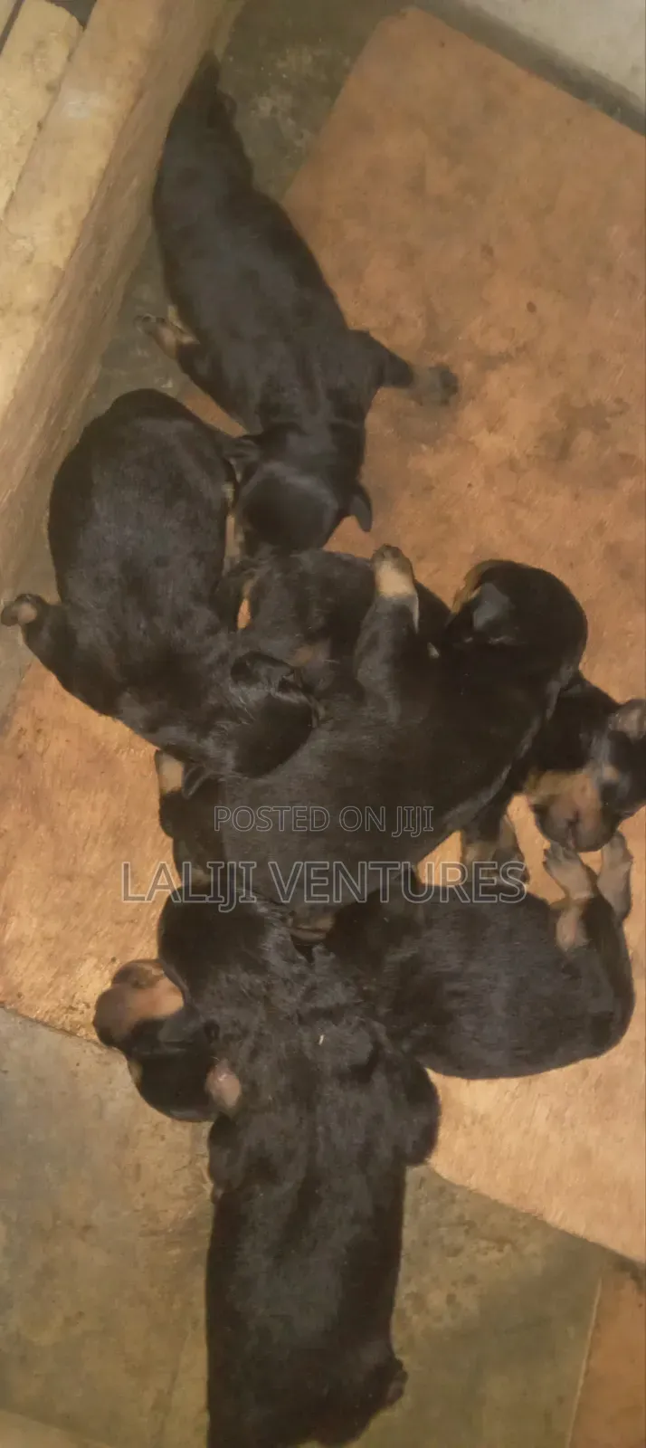 0-1 month Female Purebred Rottweiler