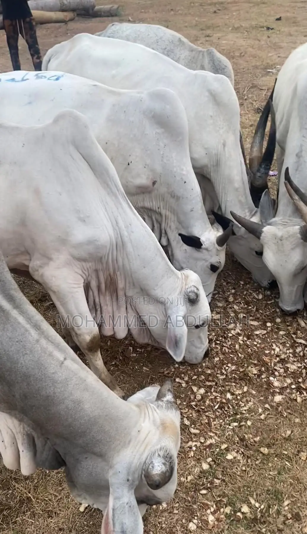 Strong Cows