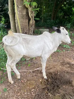 Strong Cows