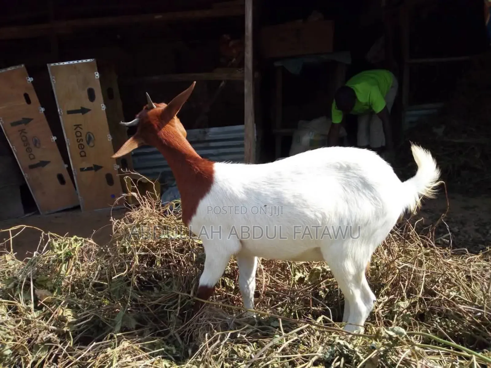 Goat Is Available