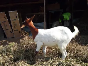 Goat Is Available