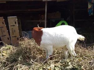 Goat Is Available