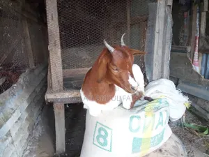 Goat Is Available