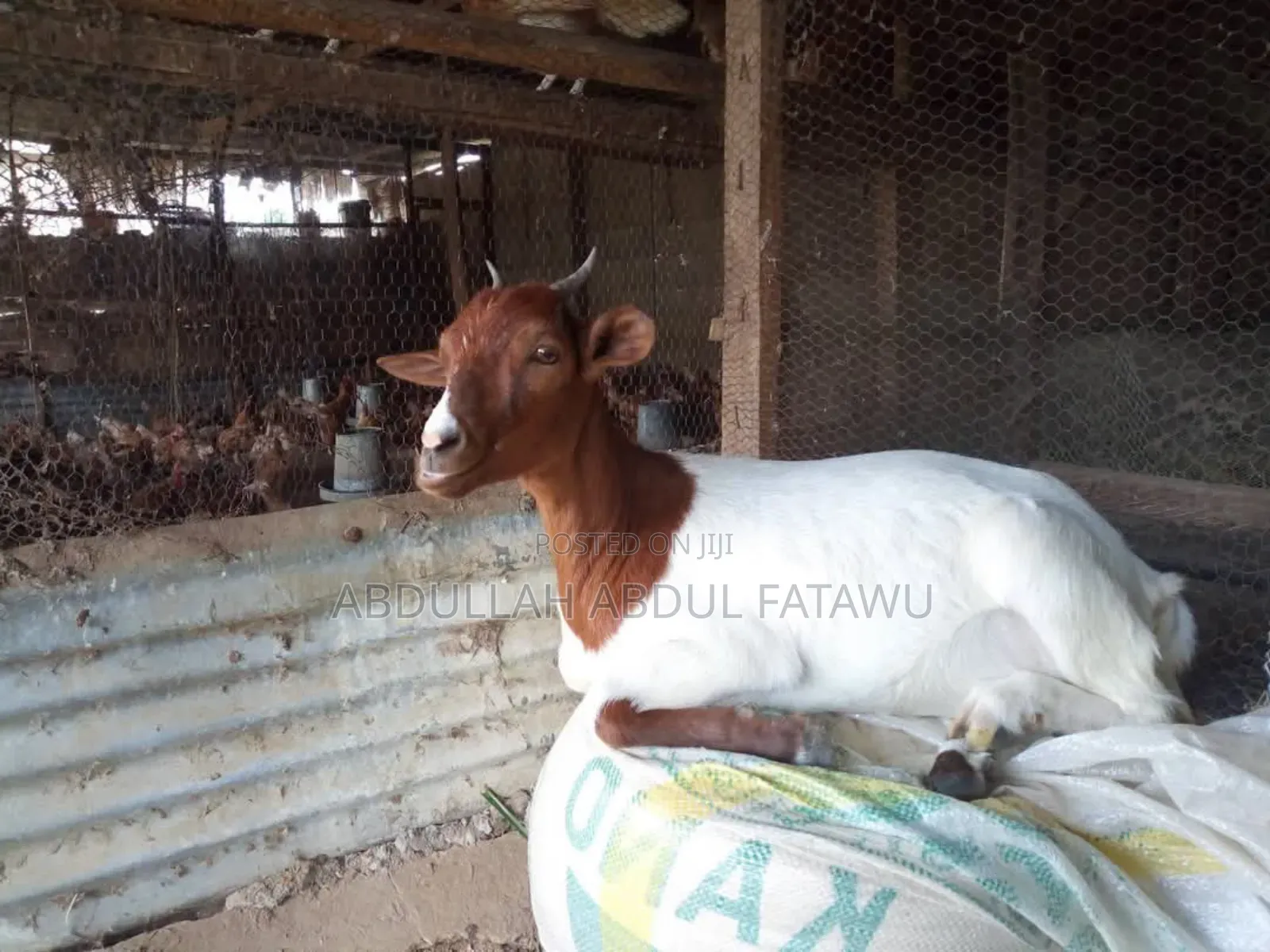 Goat Is Available