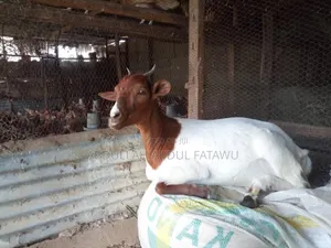 Goat Is Available