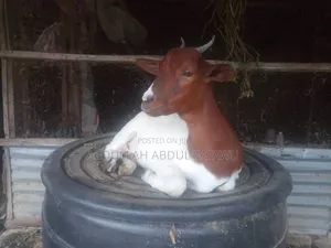 Goat Is Available