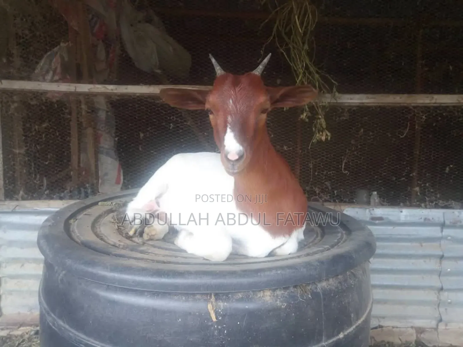 Goat Is Available