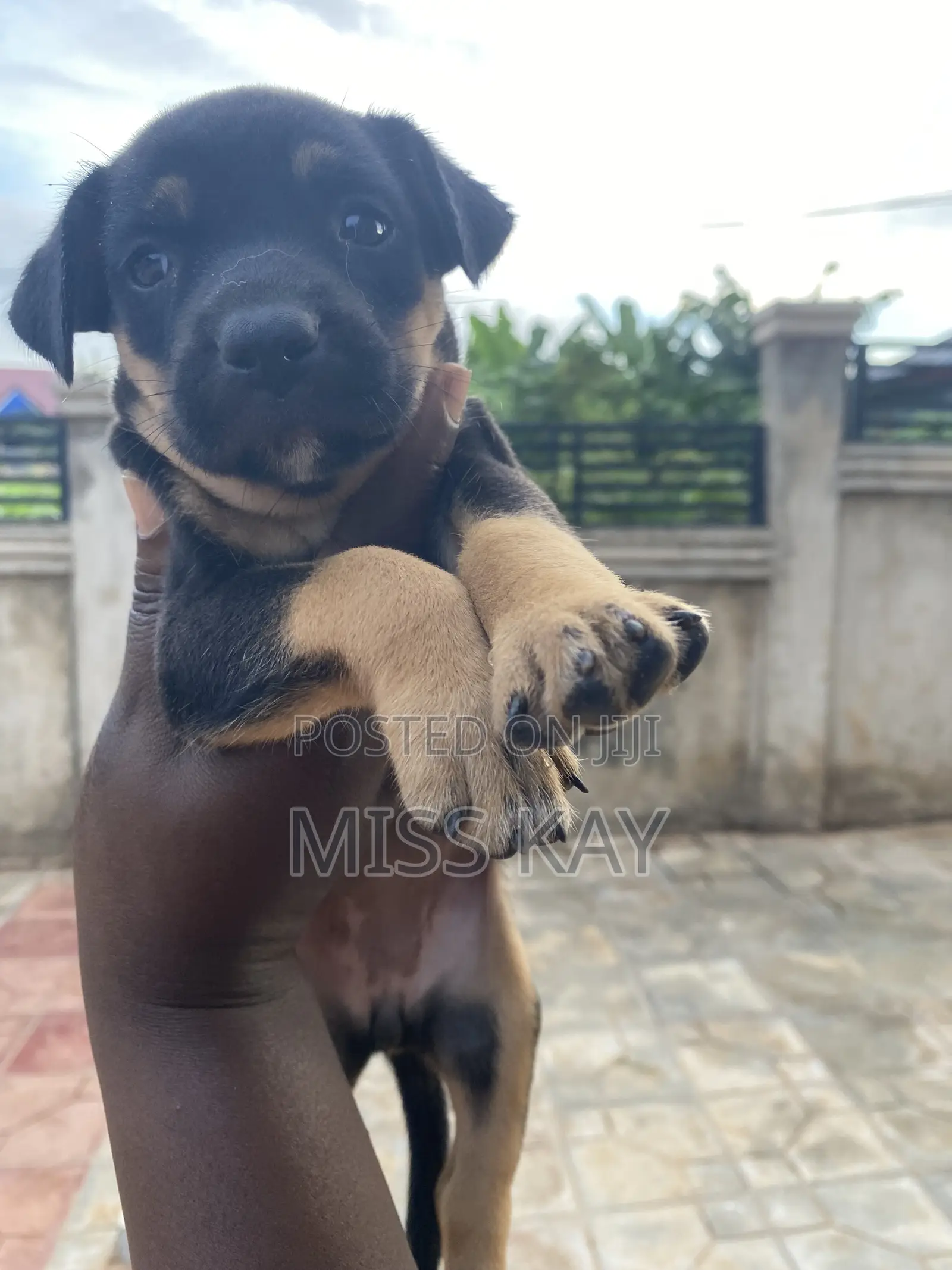 1-3 months Female Mixed Breed German Shepherd