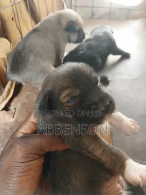 1-3 months Female Mixed Breed German Shepherd