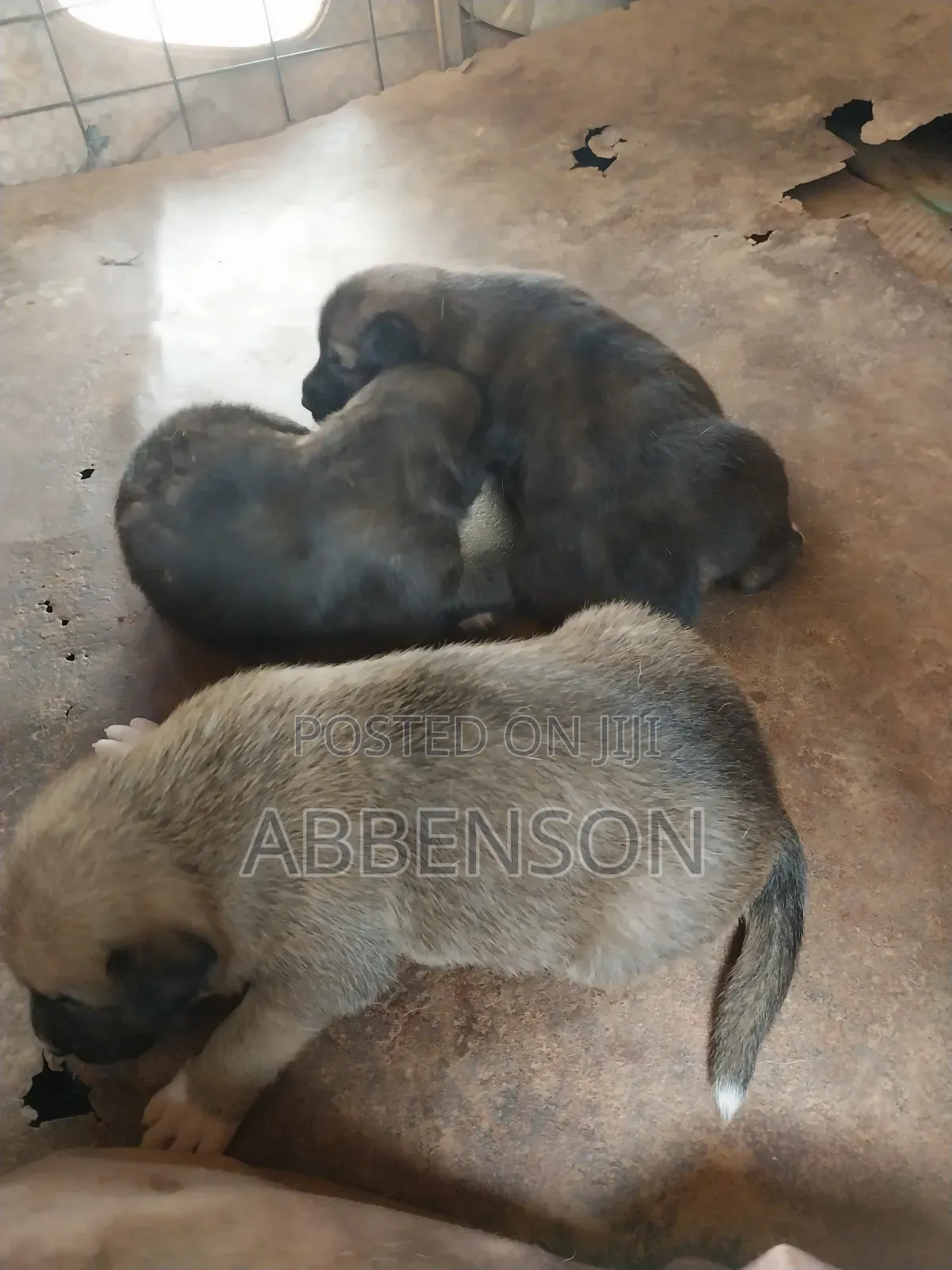 1-3 months Female Mixed Breed German Shepherd