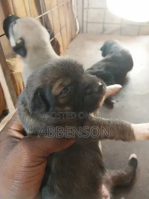 1-3 months Female Mixed Breed German Shepherd