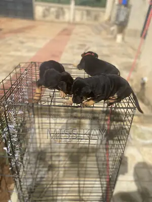 1-3 months Female Mixed Breed German Shepherd