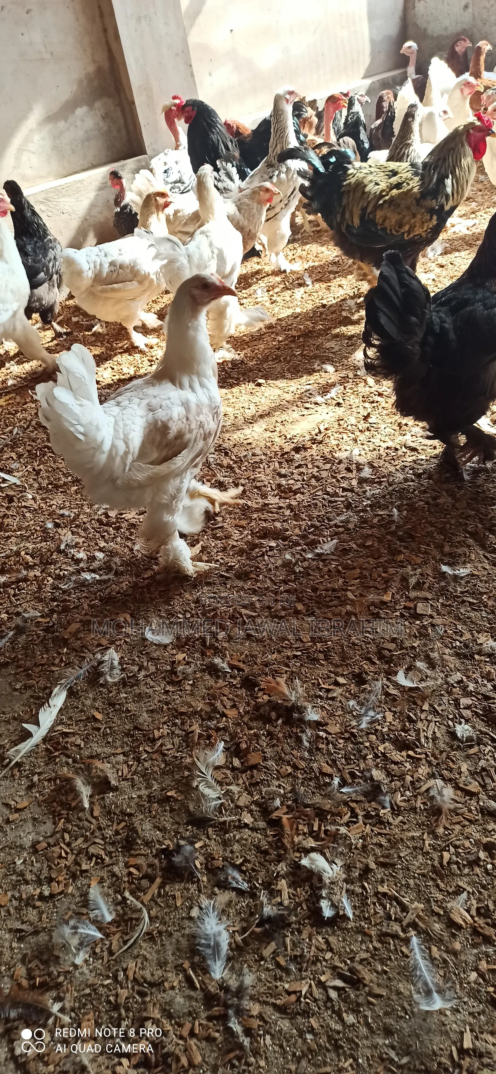 Matured Pure Brahma Breed