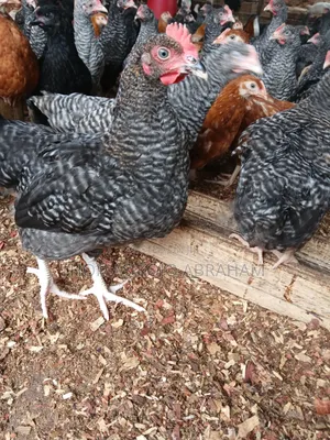 Black and White Cockerels